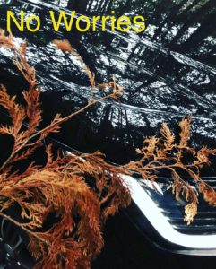 Traveling in the Woods with HIKARI GLASS COATING 