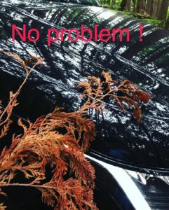 Traveling in the Woods with HIKARI GLASS COATING 