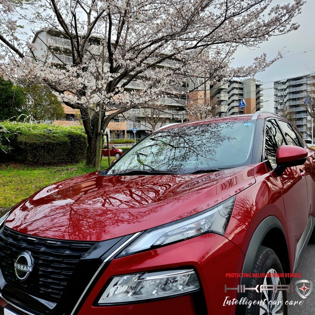 Today is cherry blossom day @ JAPAN 🇯🇵