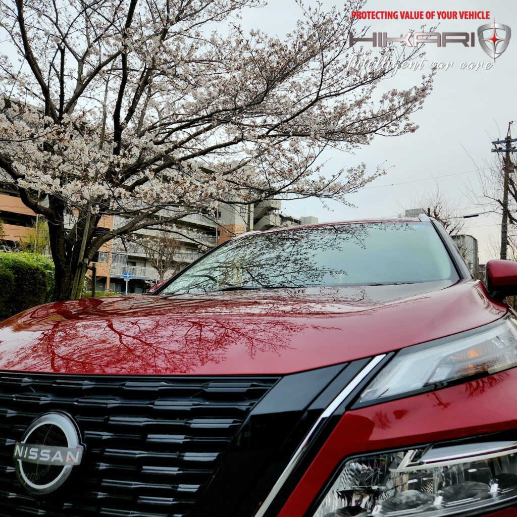 Today is cherry blossom day @ JAPAN 🇯🇵