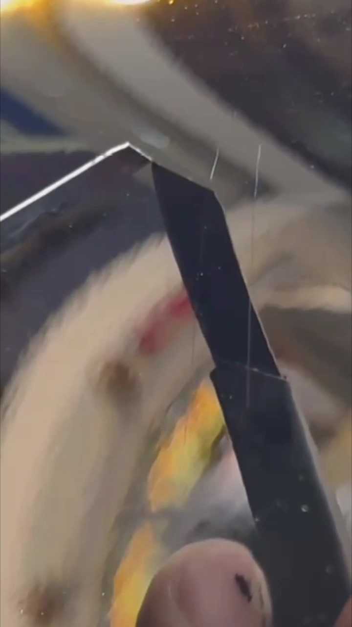 Even if it get hurt, It can do it again